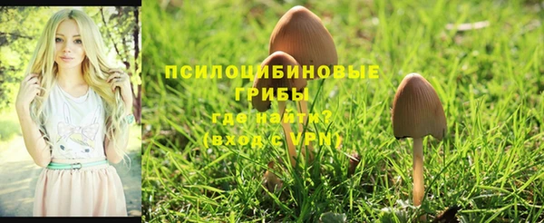 ПСИЛОЦИБИНОВЫЕ ГРИБЫ Алзамай